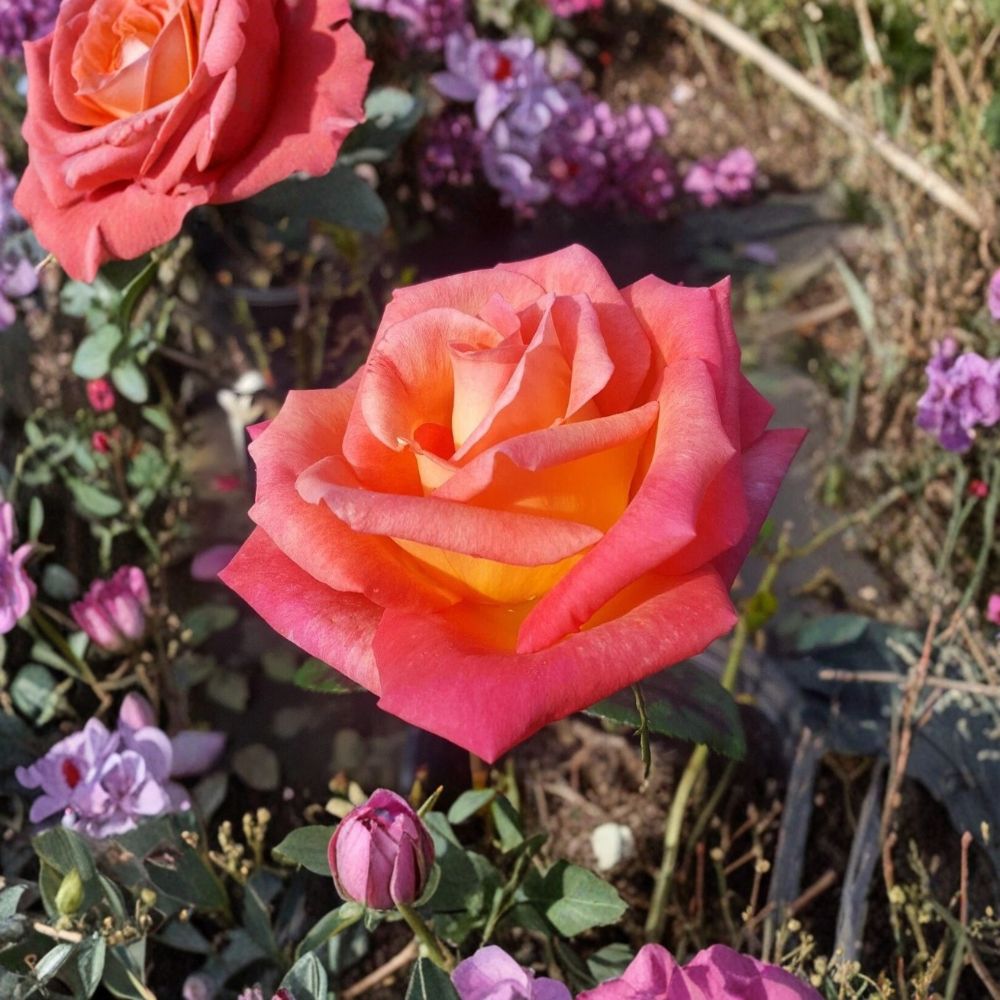 Mikado Hybrid Tea Rose – Live Rose Bush Plant | 2 Gallon Size | Scarlet Red & Yellow Blooms | Hybrid Tea Garden Rose | Full Sun Landscape Shrub