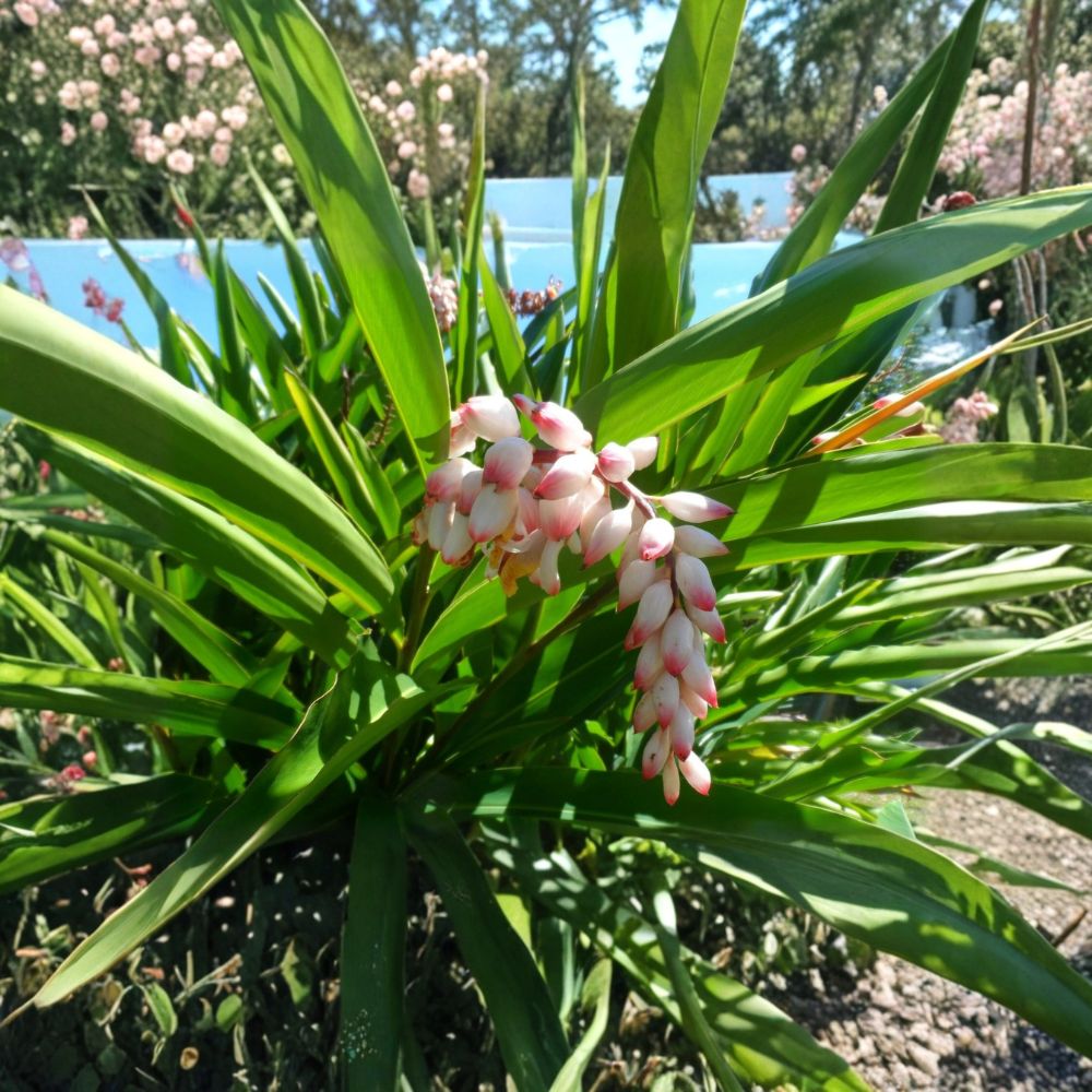 Shell Ginger Live Rhizome – Alpinia zerumbet | 1 Large Rhizome | Porcelain Lily | Fragrant Tropical Flowering Plant | Exotic Garden Starter