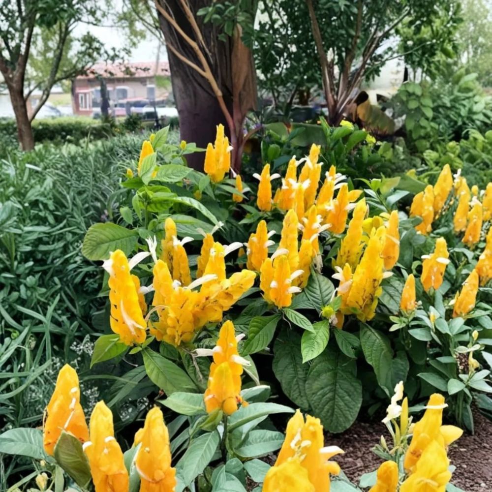 Yellow Shrimp Plant – Pachystachys lutea Live Starter Plant | 4–6 Inches Tall | Tropical Flowering Plant | Golden Yellow Blooms | Garden, Patio & Container Friendly | No Pot