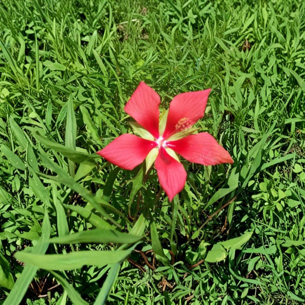 Texas Star Hibiscus – Hibiscus coccineus Live Plant | 2 Gallon Size | Includes Healthy Root System | Garden & Pollinator Friendly | Large Red Flowers