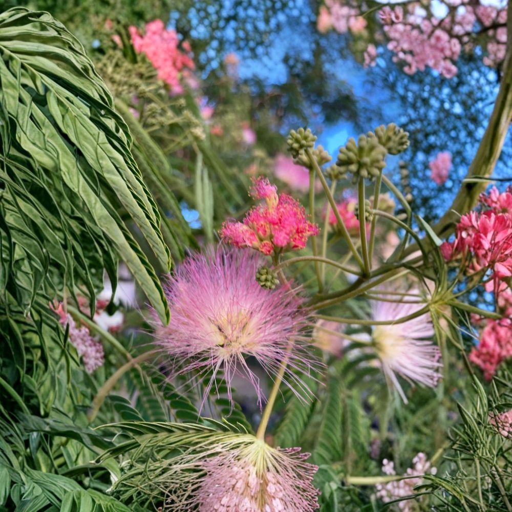Pink Mimosa Live Plant – Albizia julibrissin | 6–12 Inches Tall | Silk Tree | Fragrant Pink Flowers | Ornamental Tree | Zones 6–9