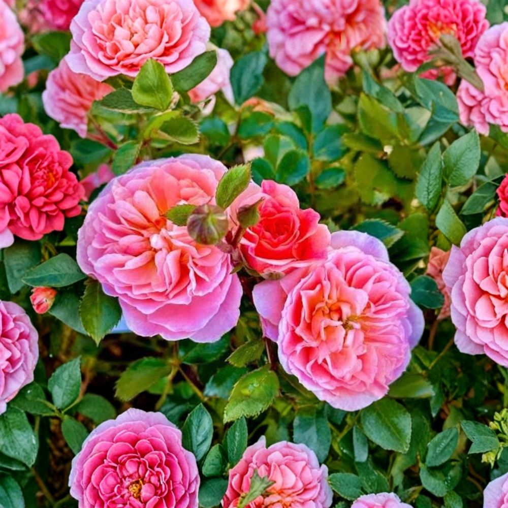Pink Drift Rose – Live Bare Root Plant | Compact Groundcover Rose | Repeat Blooming | Easy Care Landscape Rose