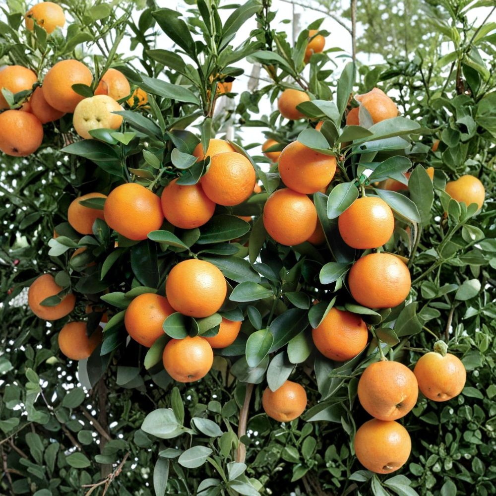 Kumquat Tree – Citrus japonica Live Seedling | 3–6 Inches Tall | Bare Root Starter Plant | Sweet Edible Citrus Tree | Easy to Grow