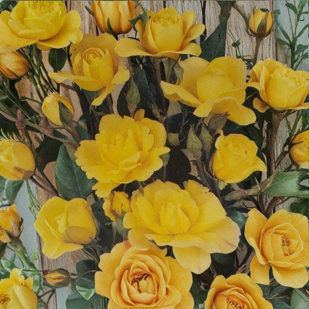 Climbing Golden Shower Rose – Daffodil Yellow Live Bush Plant | 1 Gallon Size | Includes Root Ball Wrapping | Everblooming Climbing Rose | Trellis & Arbor Friendly