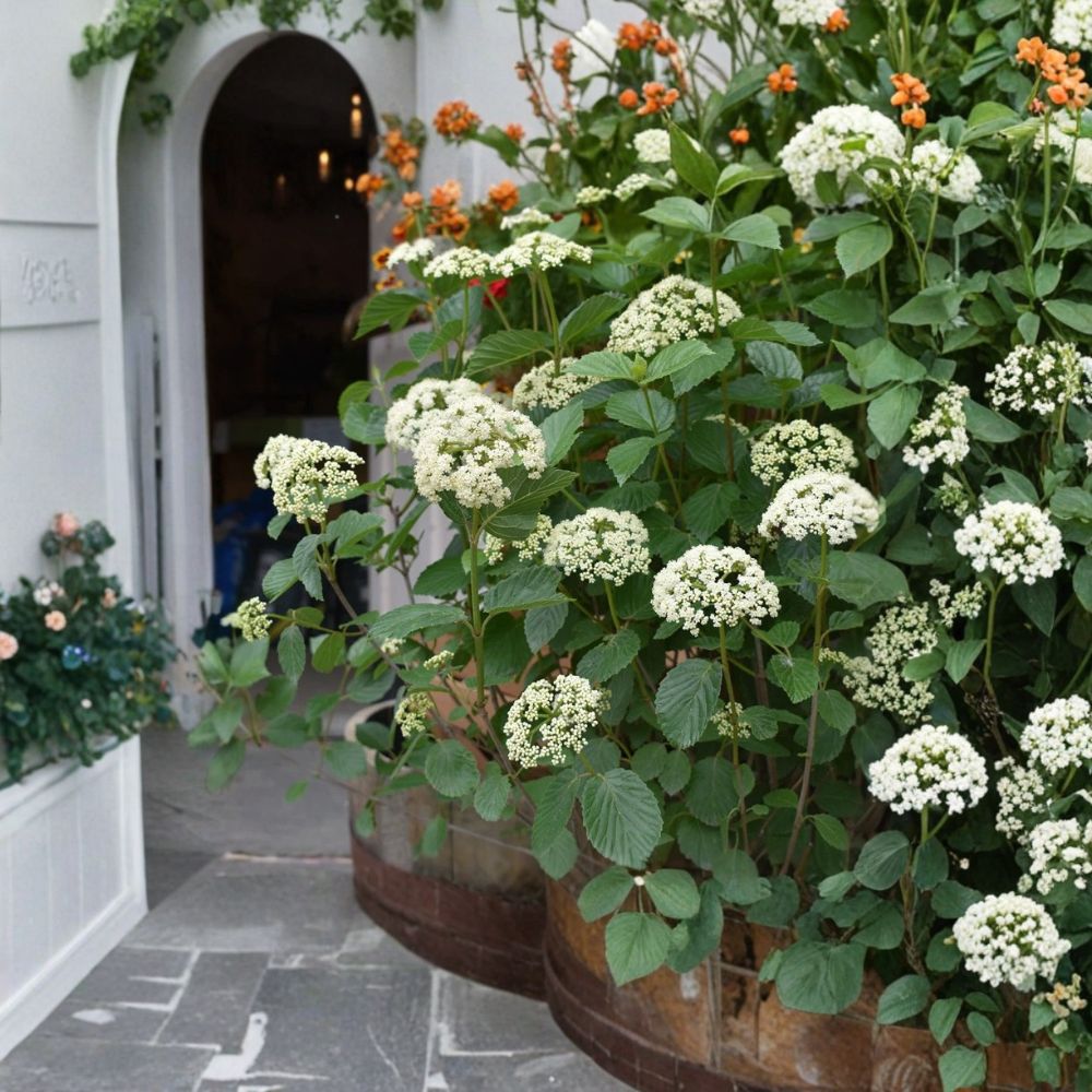Chicago Lustre Viburnum Live Plant – Viburnum dentatum ‘Chicago Lustre’ | 6–10 Inches Tall | 2.5 Inch Pot | Hardy Native Shrub | White Flowers & Blue-Black Berries