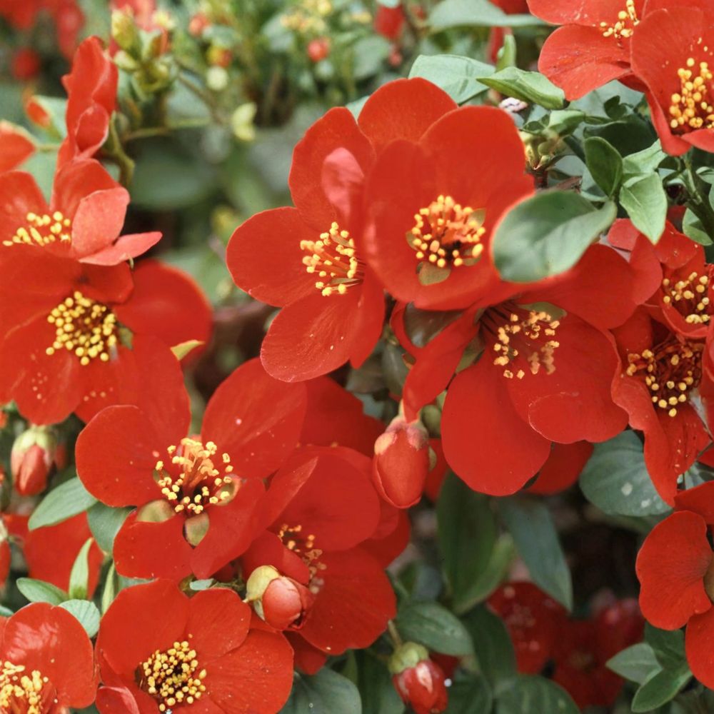 Chaenomeles x superba 'Crimson and Gold' – Red Flowering Quince Live Plant | 2 Gallon Pot | Crimson Red Spring Blooms | Hardy Flowering Shrub | Ornamental Fruit