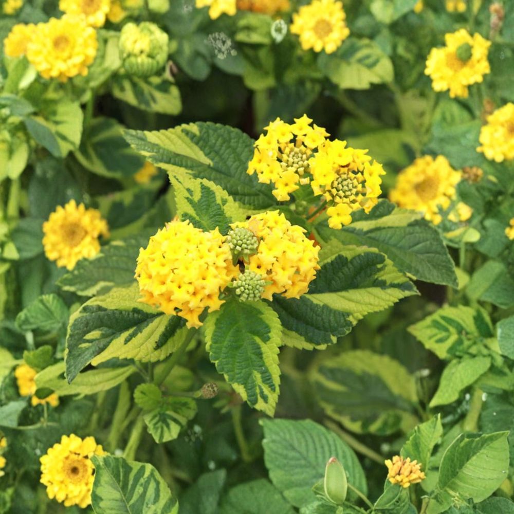 Samantha Lantana – 2 Live Plants | 4–6 Inches Tall | Bare Root with Soil Ball | Colorful Flowering Shrub | Ornamental Garden Plant