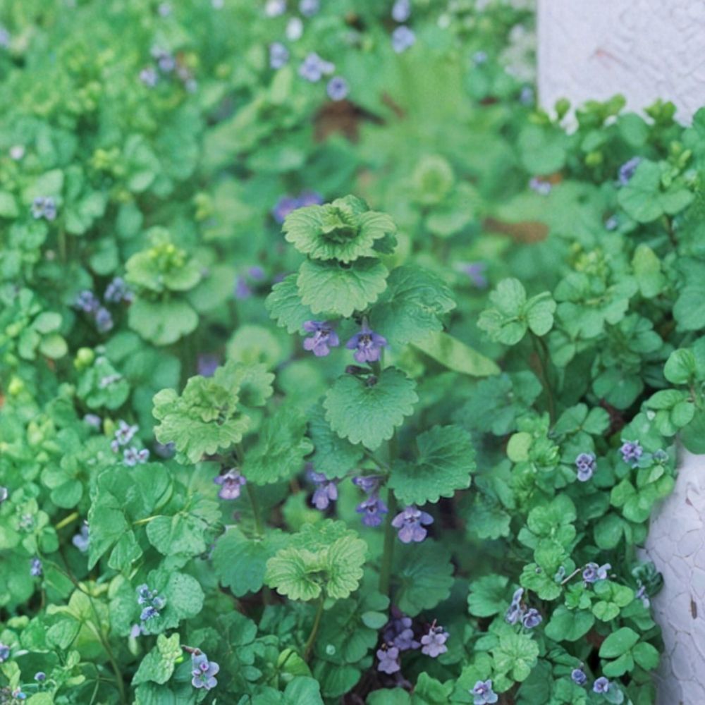 Creeping Charlie Live Vine – Pilea nummulariifolia | 10 Rooted Nodes | Evergreen Trailing Plant | Fast Growing | Easy to Grow