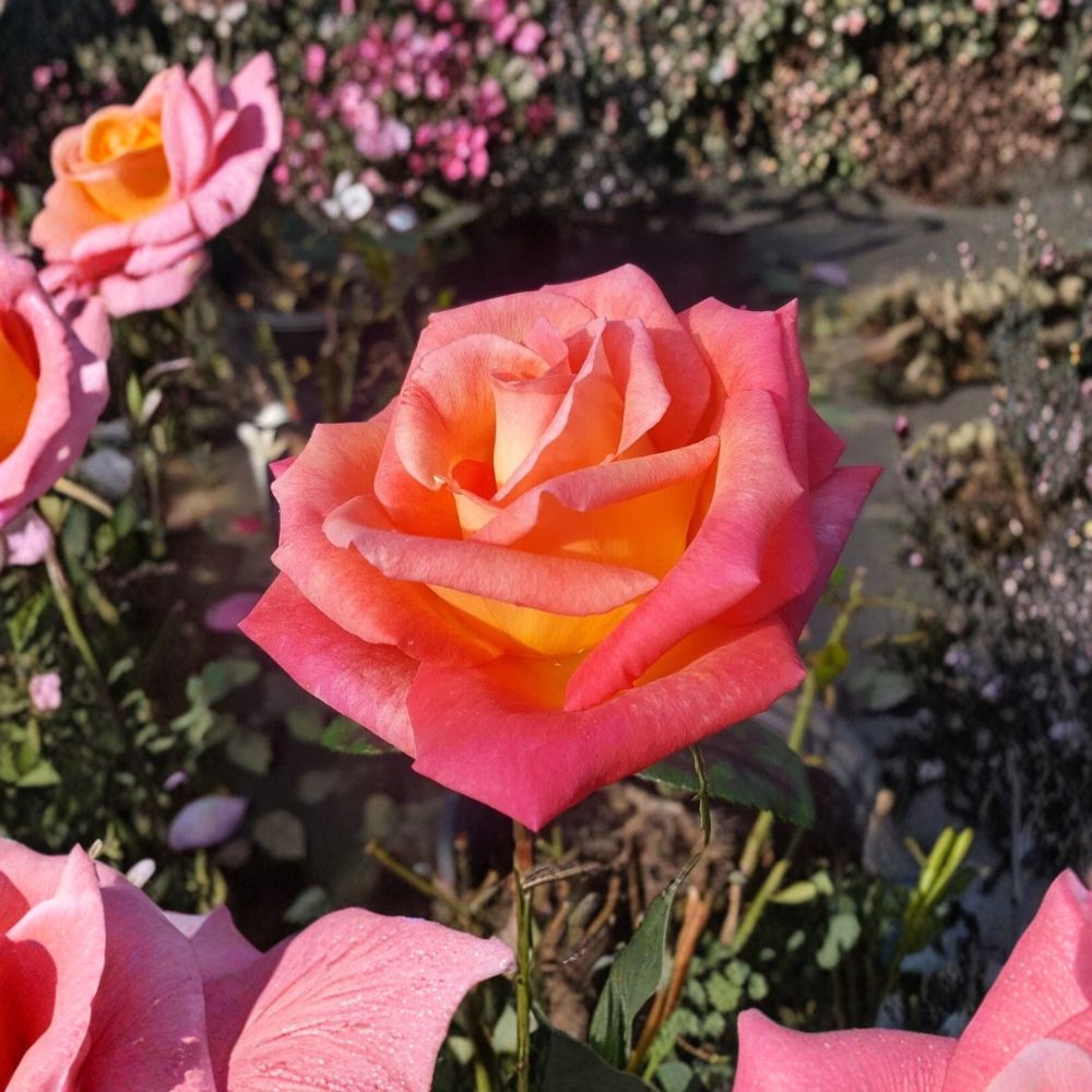 Mikado Hybrid Tea Rose – Scarlet Yellow Live Bush Plant | 3 Gallon Size | Includes Root Ball Wrapping | Colorful Garden Rose | Easy to Grow