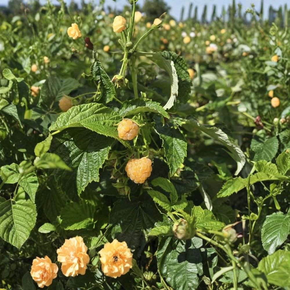 Fall Gold Everbearing Raspberry Live Starter Plant – Bare Root (No Pot) | Yellow Raspberry | Sweet Edible Fruit | Easy to Grow