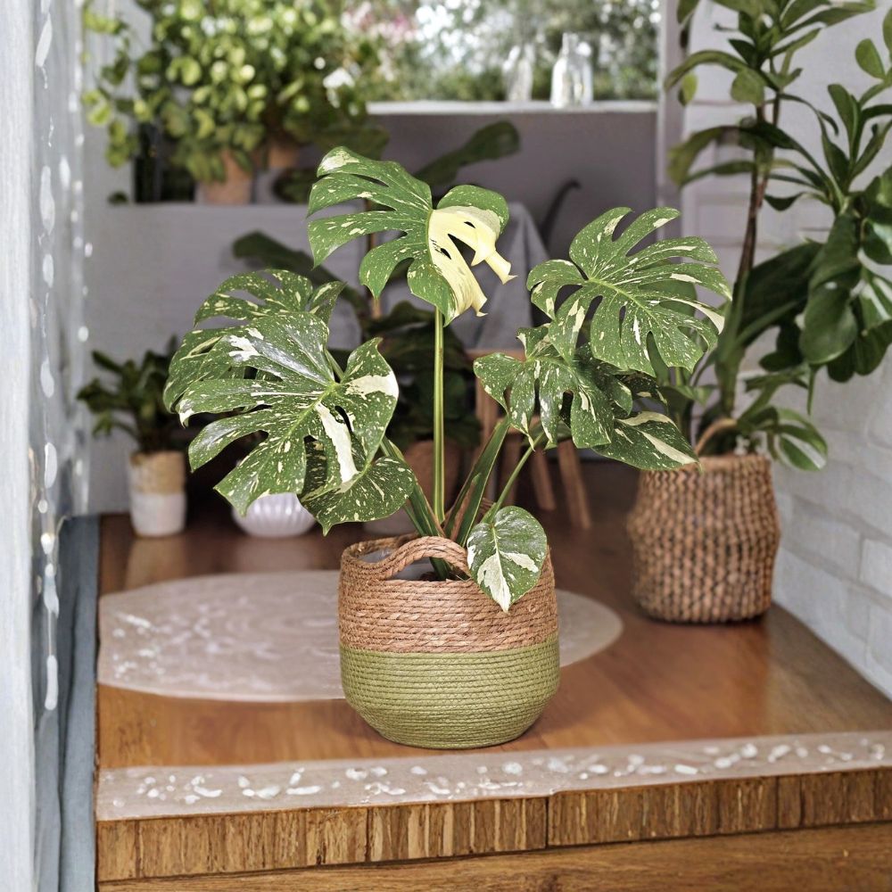 Monstera Thai Constellation Live Plant – Variegated Monstera | Fully Rooted in Moss | Grower’s Choice Plantlet | Indoor Tropical Houseplant | Rare Collector Plant