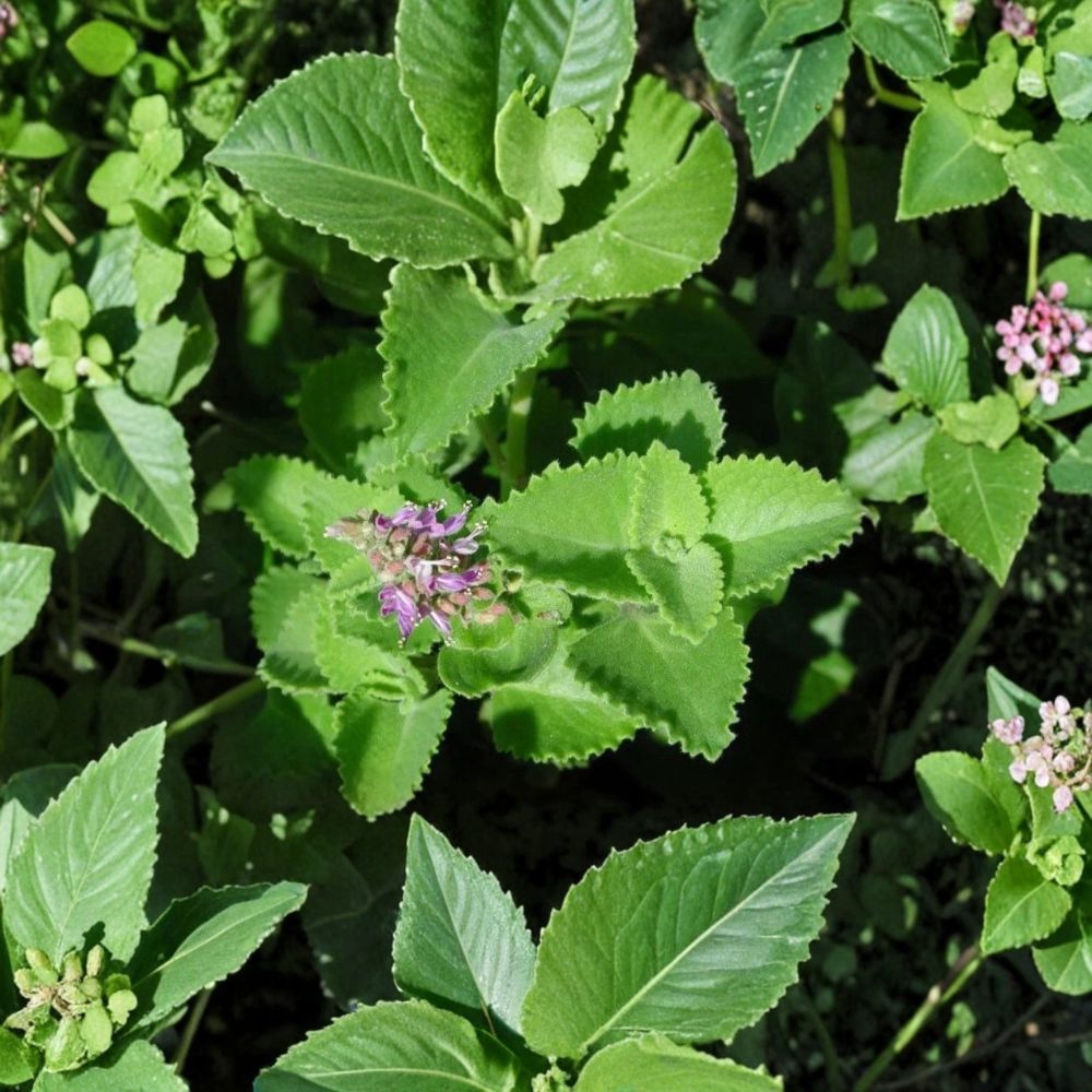Mexican Mint – Live Plants | Set of 2 | 8–10 Inches Tall | Well Rooted | Broadleaf Herb | Clumping Garden Plant | No Pot