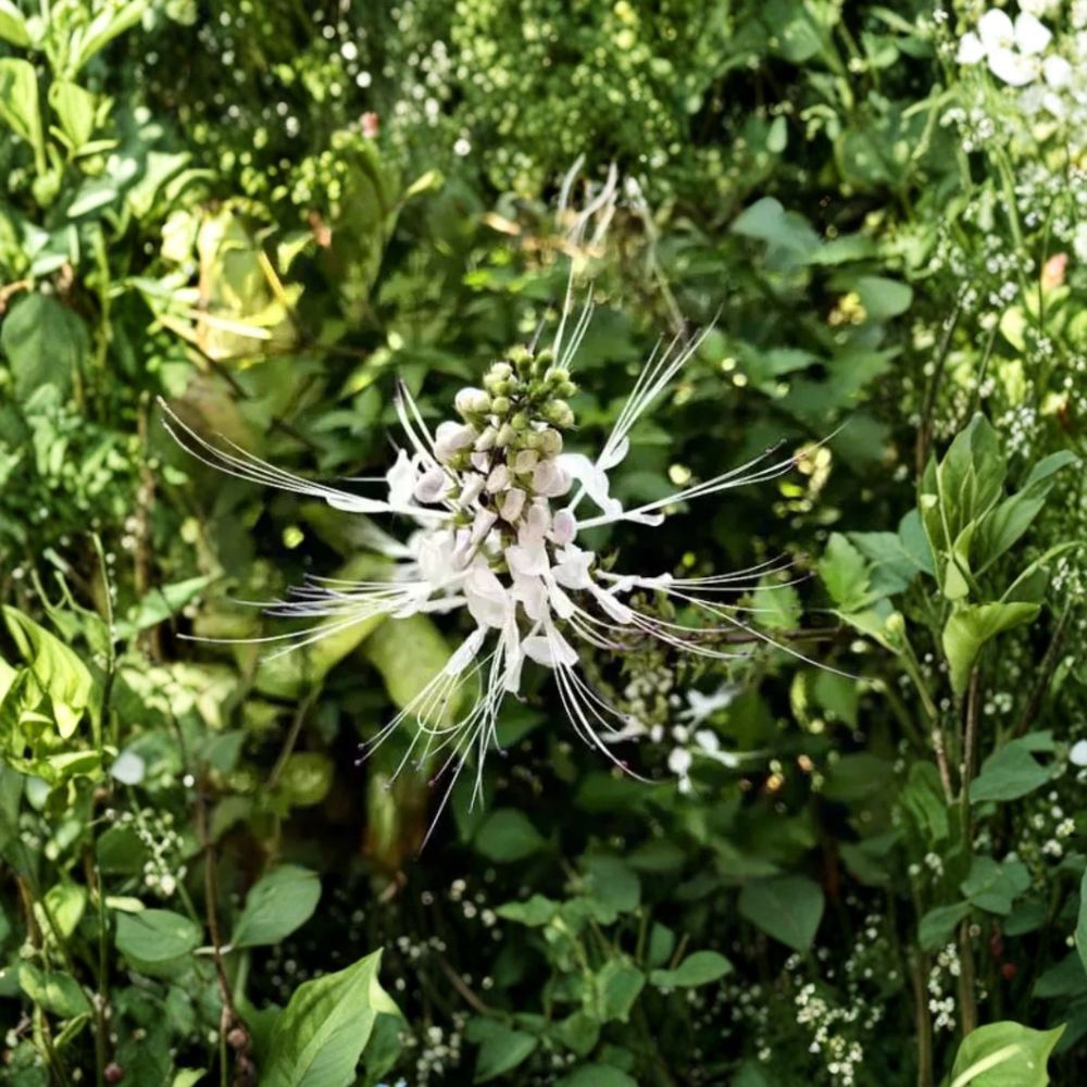 White Cat's Whiskers – 2 Live Plants | 4–6 Inches Tall | Bare Root with Soil Ball | Tropical Flowering Herb | Orthosiphon aristatus