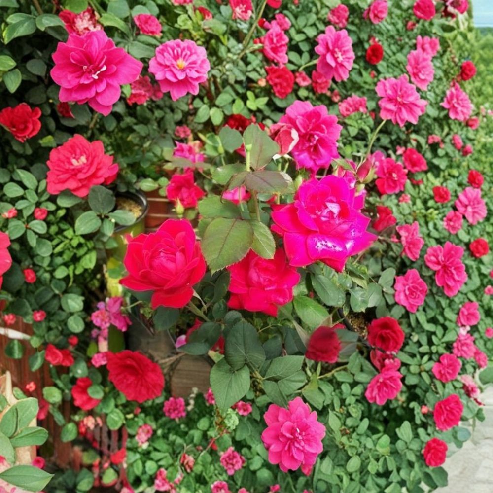 Double Knock Out® Red Rose – 1 Gallon Live Bush Plant | Disease Resistant Red Blooms | Includes Root Ball Wrapping | Easy Care Landscape Rose | Continuous Flowering