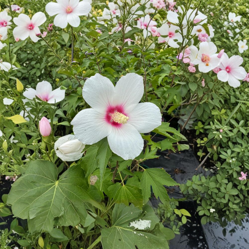 Lohengrin Rose of Sharon – Hibiscus paramutabilis x syriacus Live Plant | 2 Gallon Pot | Lavender Pink Summer Blooms | Hardy Flowering Shrub | Long Blooming Landscape Favorite