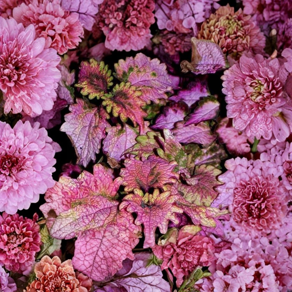 FloridaSun Rose Coleus – Live Starter Plants | Set of 3 | 4–6 Inches Tall | Ships Without Pot | Colorful Foliage Plant