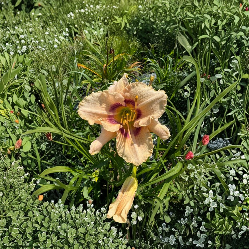 Hemerocallis 'Huckleberry Candy' Daylily – 3 Bare Root Plants | Grade #1 Roots | Vibrant Pink Blooms | Hardy Perennial | Easy to Grow