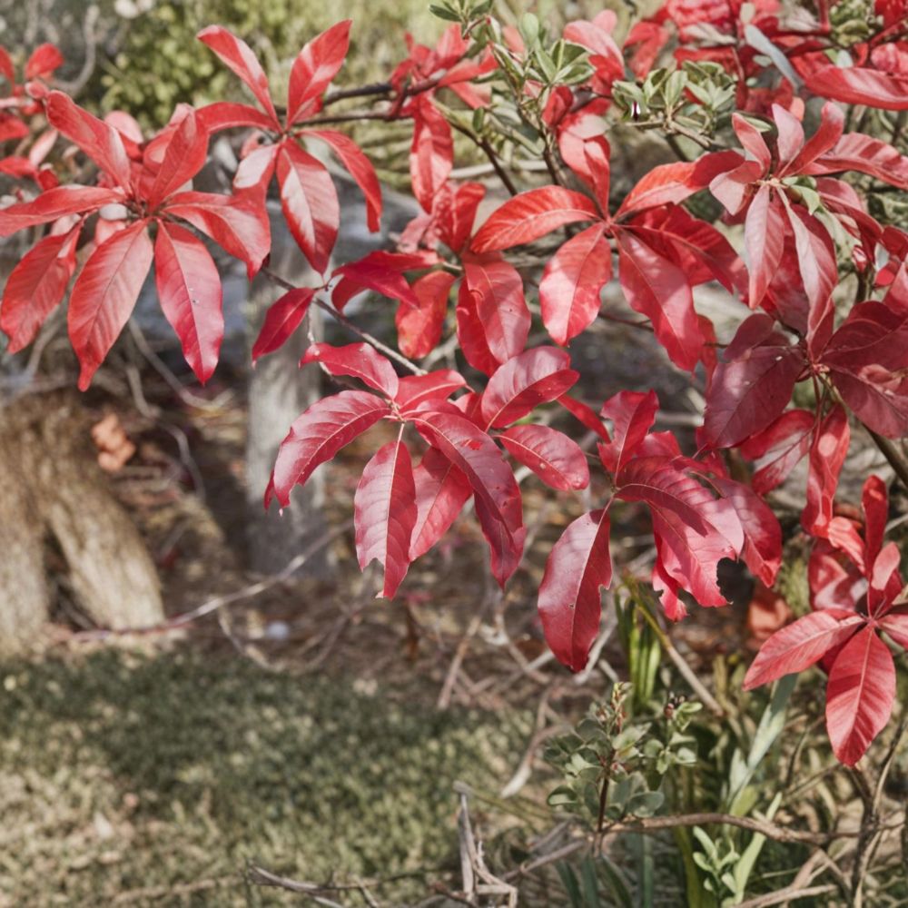 Live Sourwood Tree | Oxydendrum arboreum | 10–14 Inches Tall | Includes Quart Pot | Ornamental Tree for Garden & Patio