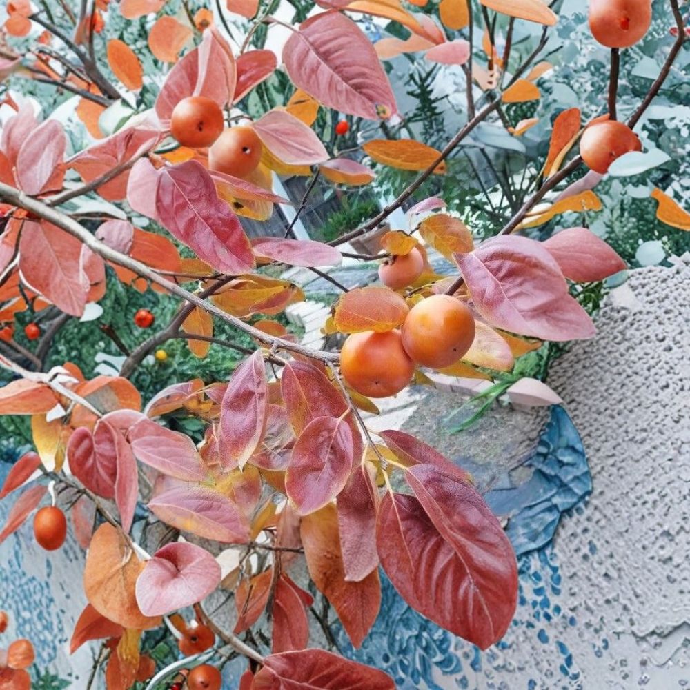 Fuyu Persimmon Tree – Diospyros kaki Live Fruit Tree | 4–6 Feet Tall | Includes Healthy Root System | Backyard Orchard Friendly | Sweet Orange Persimmons