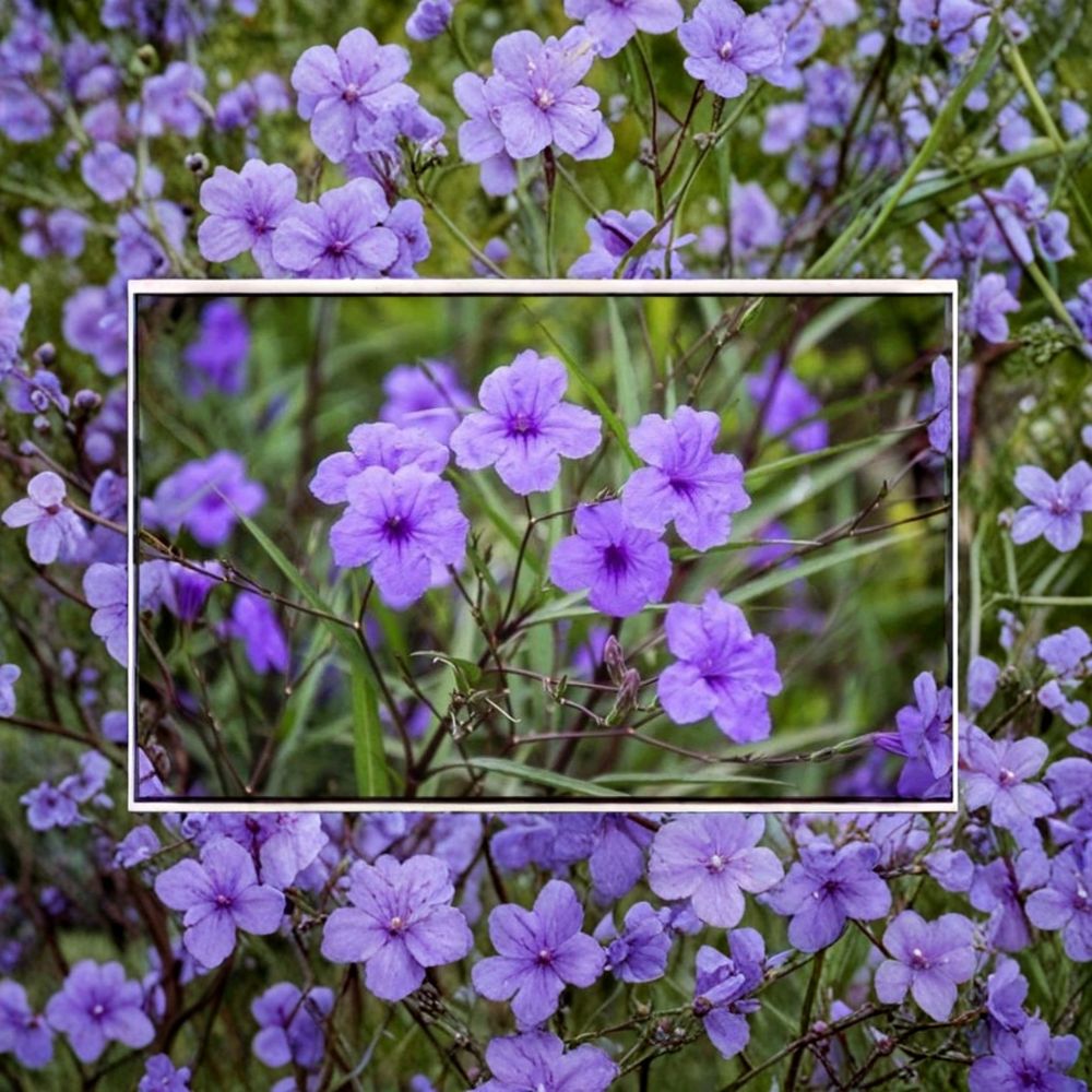 Mexican Petunia Live Rooted Plants – Ruellia simplex | Buy 3 Get 1 Free | Includes 5 Rooted Plants | Purple Flowering Perennial | Easy to Grow | Garden & Landscape Ready