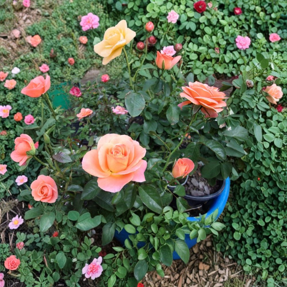 New Year Rose – Rosa Grandiflora Live Plant | 2 Gallon Size | Includes Healthy Root System | Garden & Landscape Friendly | Orange Blooms
