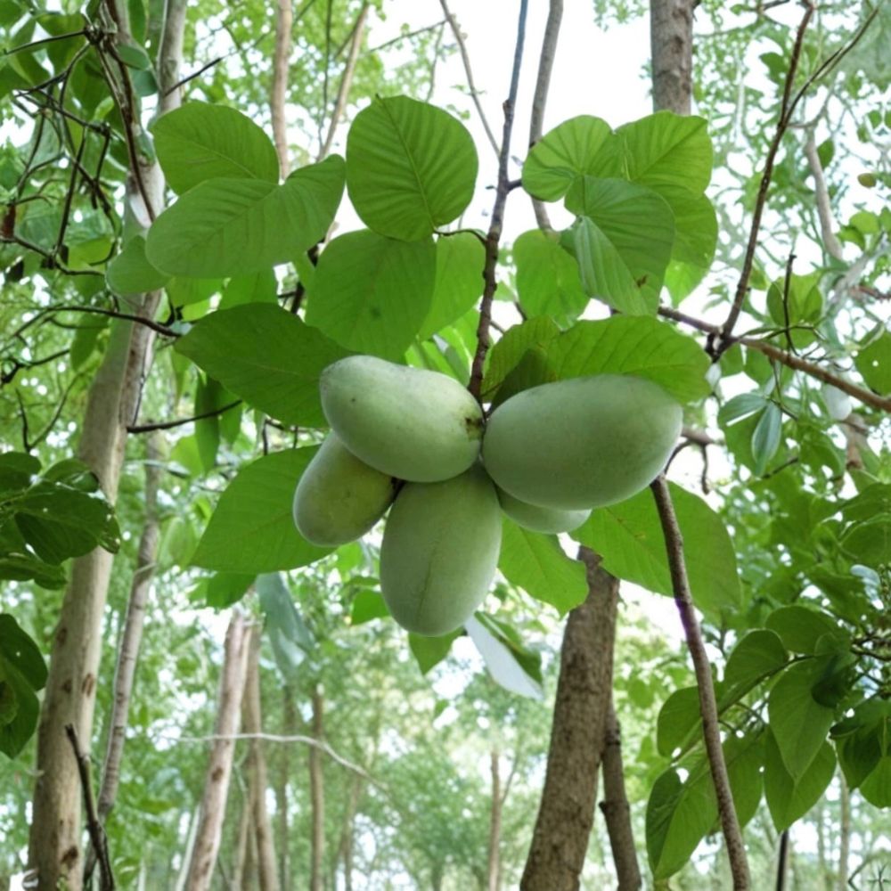 Pawpaw Tree – Asimina triloba Live Plant | 6–12 Inches | 1 Quart Pot | Cold Hardy Fruit Tree | Tropical-Looking Native Tree | Zones 5–8