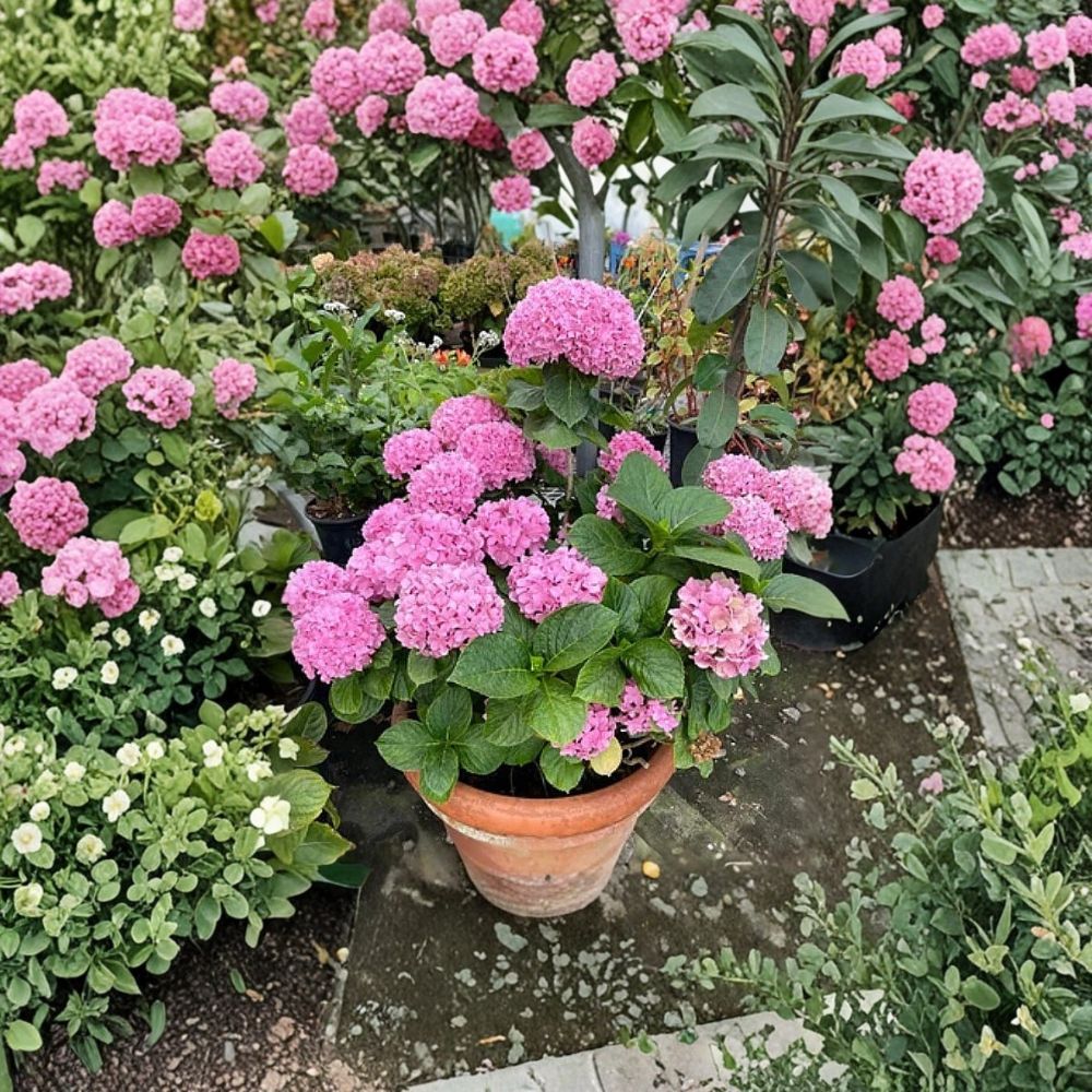 Pink Hydrangea Live Plant – 6–12 Inches Tall | 1 Quart Pot | Dwarf Hydrangea | Pink Flowers | Garden Shrub | Zones 5–9