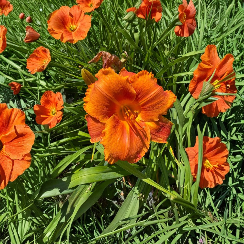 Hemerocallis 'Hot Wire' Daylily – 3 Bare Root Plants | Grade #1 Roots | Hardy Perennial Flower | Easy to Grow | Garden Favorite