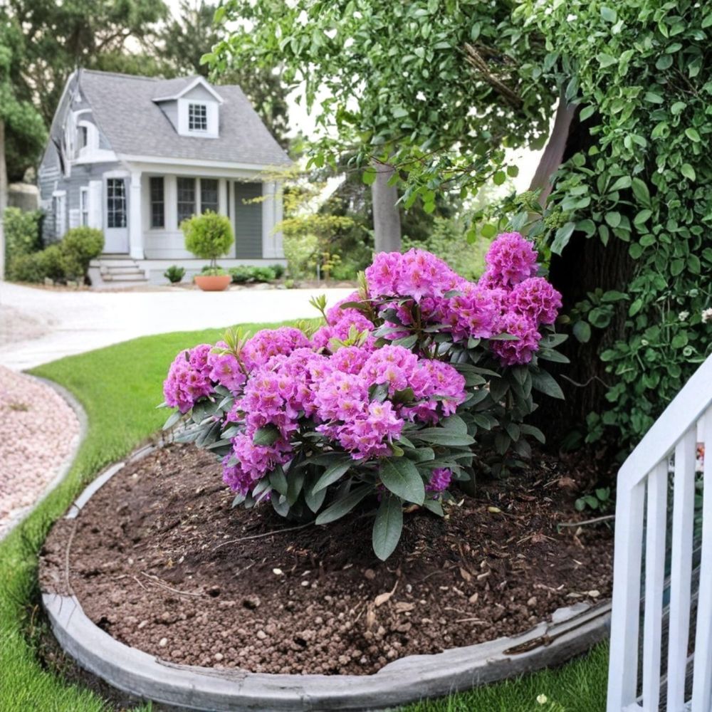 Purple Azalea Live Plant – 10 Inches Tall | 4 Inch Pot | Purple Flowering Shrub | Acid-Loving Garden Plant | Patio & Landscape Shrub