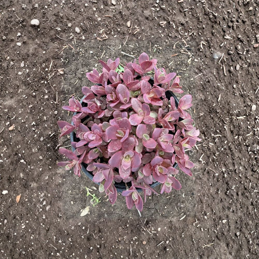 Sedum 'Firecracker' – Live Plant | 4 Inch Nursery Pot | Perennial Ground Cover | Drought-Tolerant Succulent