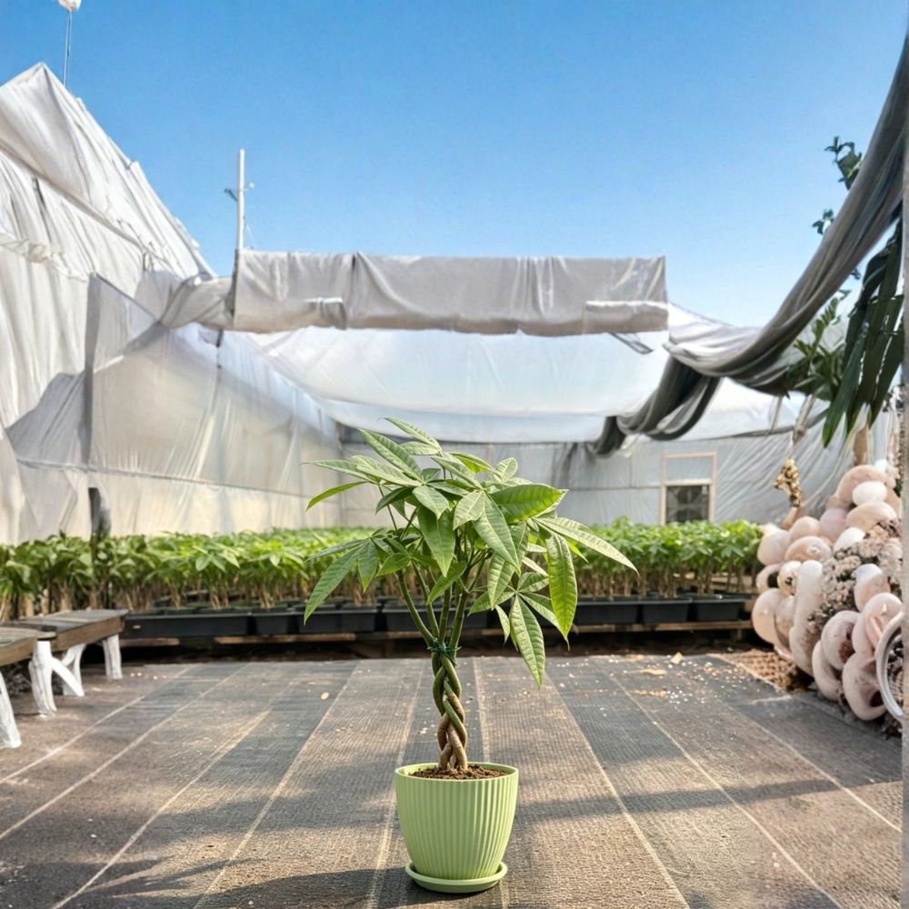 Money Tree – Pachira aquatica Live Plant | Healthy Well-Rooted Indoor Plant | Value Grade | Pet-Friendly Houseplant | Home & Office Decor