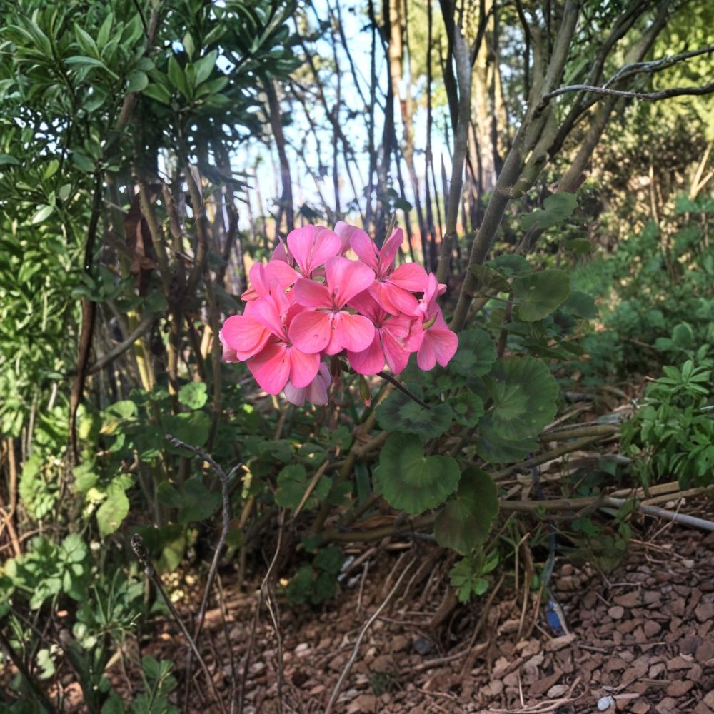 Salmon Pink Zonal Geranium Cuttings | 4 Fresh Live Pelargonium Cuttings | 8+ Inches Long | Easy to Root | Flowering Garden Plant