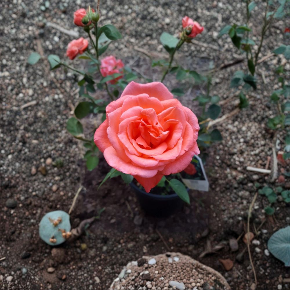 Tropicana Rose – Rosa Hybrid Tea Live Plant | 2 Gallon Size | Includes Healthy Root System | Garden & Landscape Friendly | Vibrant Orange Fragrant Blooms