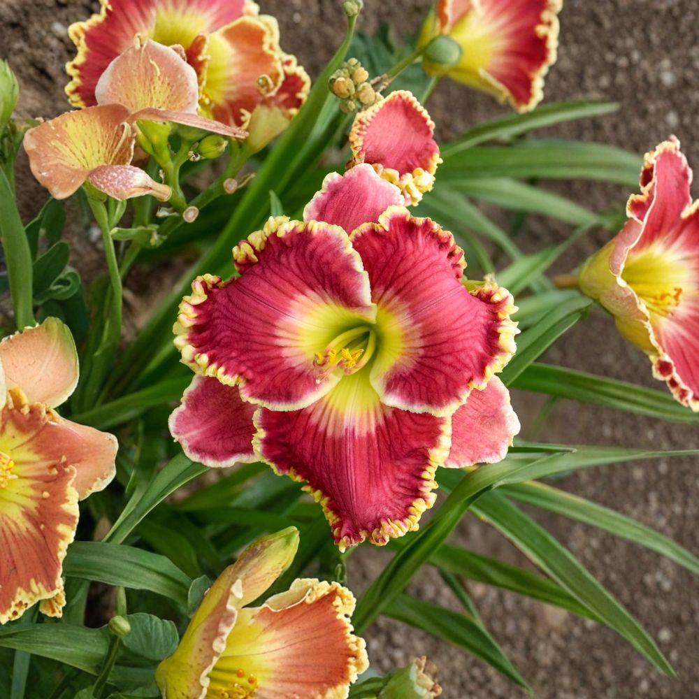 Hemerocallis 'Born to Run' Daylily – 3 Bare Root Plants | Grade #1 Roots | Rosy Red Ruffled Blooms | Hardy Perennial Flower | Summer Garden Favorite