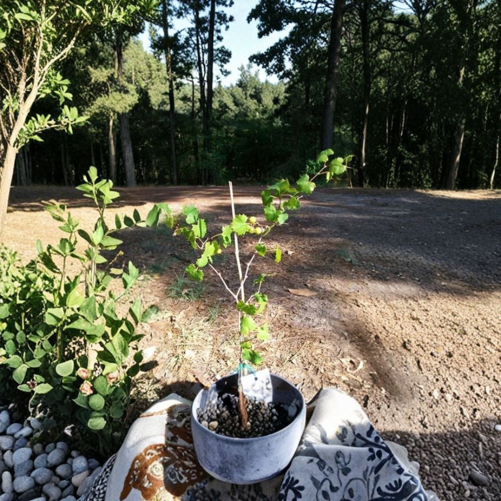 Bronze Tara Muscadine Grape Vine – 1 Gallon Live Plant | Self-Fertile Bronze Grapes | Sweet Fruit Vine | Vineyard & Backyard Garden Favorite | Includes Rooted Live Plant