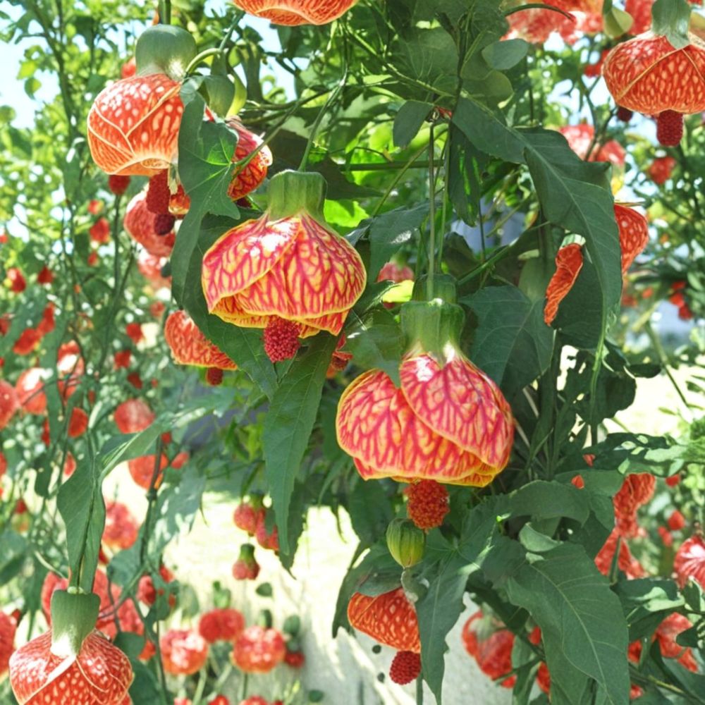 Abutilon ‘Orange Tiger’ Live Plant – 4–6 Inch Tropical Flowering Houseplant | Bell Hibiscus | Lantern Plant | Rooted Plant | Ships Without Pot