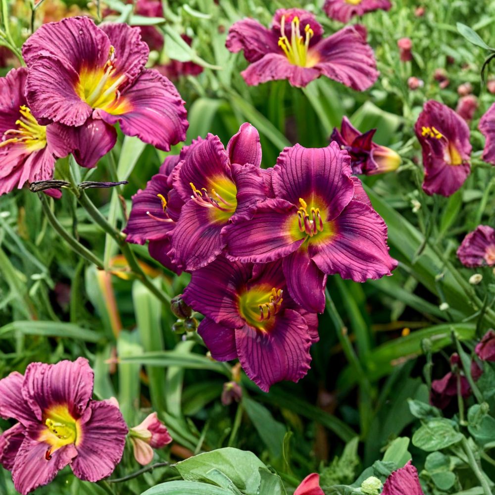 Hemerocallis 'Little Grapette' Daylily – 3 Bare Root Plants | Grade #1 Roots | Miniature Purple Blooms | Hardy Perennial Flower | Compact Garden Favorite