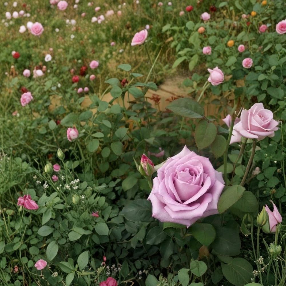 Blue Girl Rose – Mauve Lavender Live Bush Plant | 2 Gallon Size | Includes Root Ball Wrapping | Hybrid Tea Rose | Elegant Garden Favorite