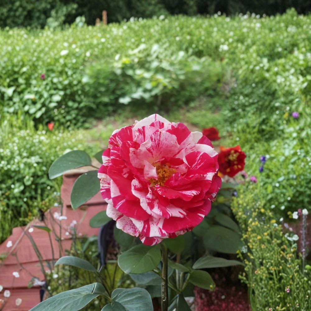 Scentimental Floribunda Rose – 2 Gallon Live Bush Plant | Large Double Blooms | Includes Root Ball Wrapping | Striped Fragrant Rose | Easy to Grow