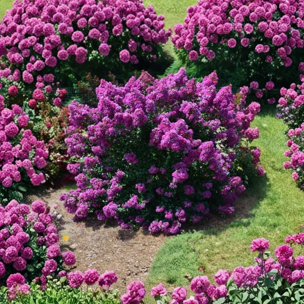 First Editions® Purple Magic Dwarf Crape Myrtle – Lagerstroemia 'Purple Magic' Live Plant | Full Gallon Pot | Dark Purple Blooms | Compact Flowering Shrub | Full Sun Landscape Plant