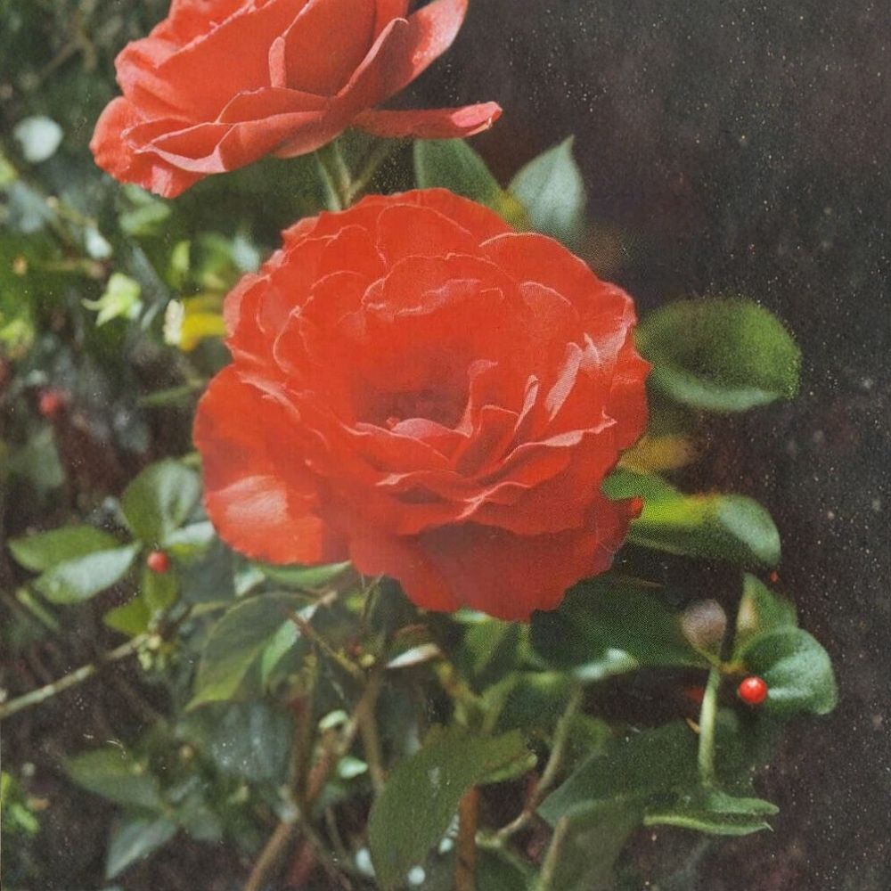 Impatient Floribunda Rose – Orange Red Live Bush Plant | 2 Gallon Size | Includes Root Ball Wrapping | Vibrant Blooming Shrub | Garden & Landscape Favorite
