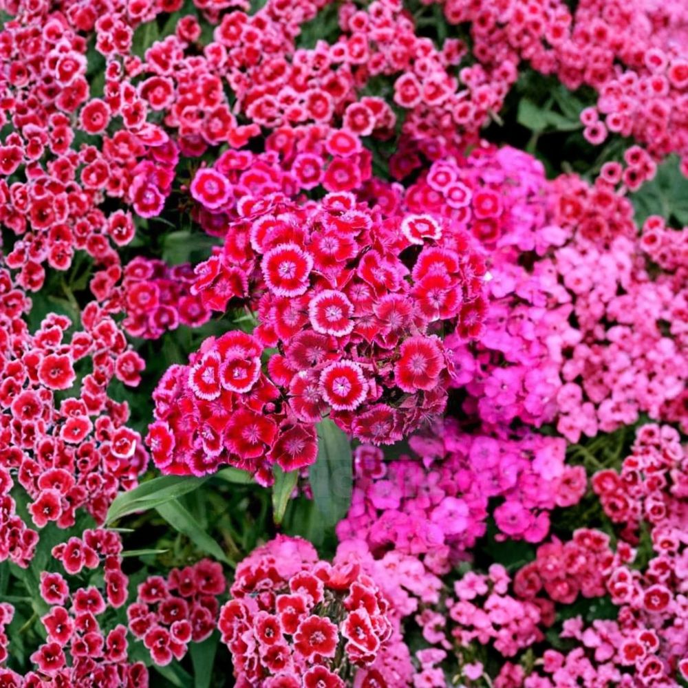 Dianthus Plant – Live Pink Red Flowering Plant | 4–8 Inches Tall | 1 Potted Plant | Hardy Perennial | Garden & Container Friendly