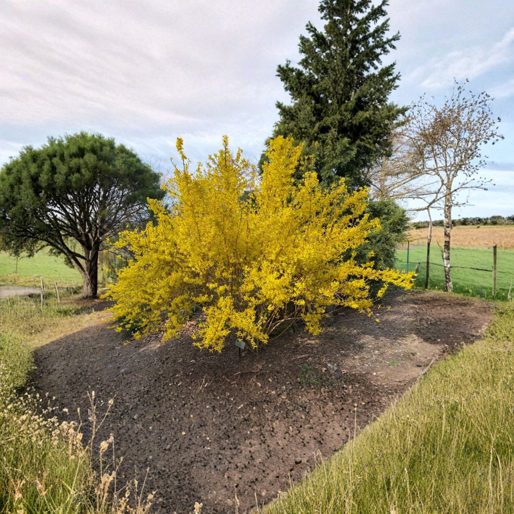 Forsythia x intermedia 'Fiesta' – Variegated Forsythia Shrub Live Plant | 4 Inch Pot | Golden Spring Blooms | Variegated Foliage | Compact Landscape Accent
