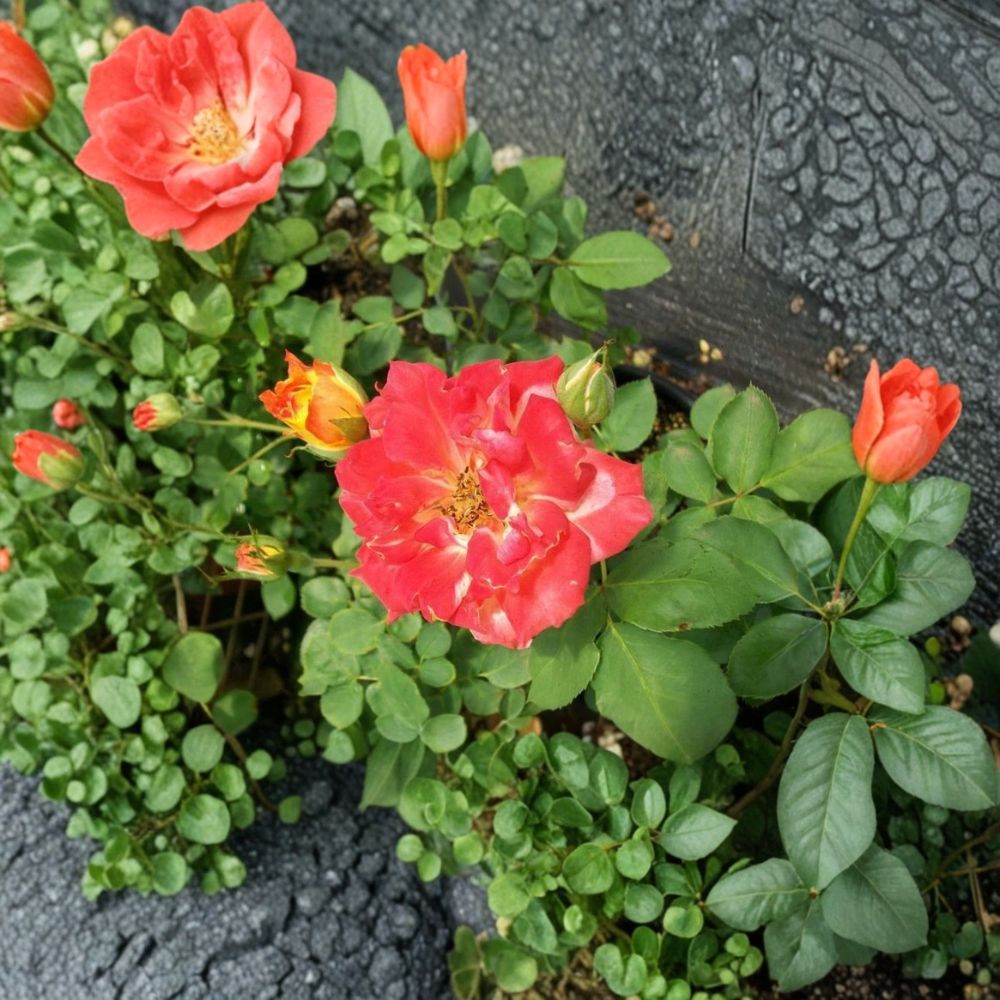 Pinata Rose – Rosa Climbing Rose Live Plant | 2 Gallon Size | Includes Healthy Root System | Garden & Landscape Friendly | Yellow Orange Blooms