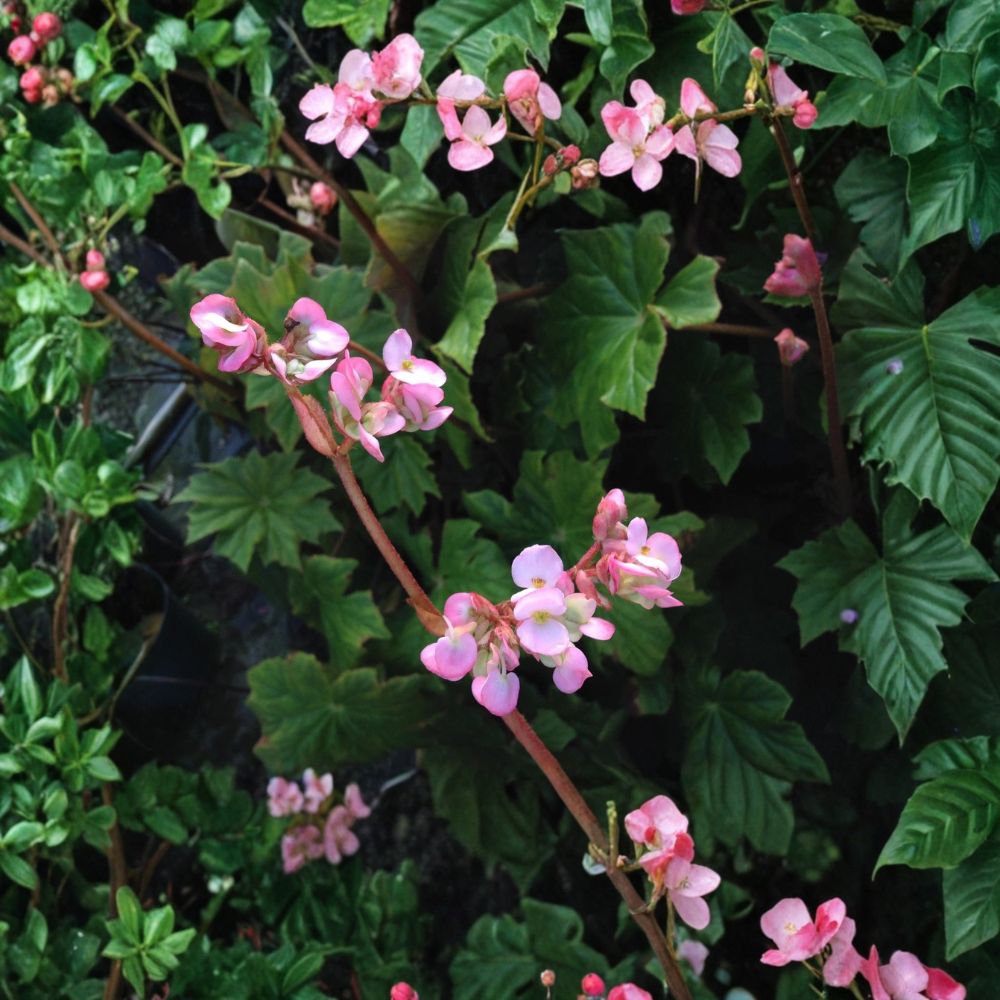 Begonia Hercules Live Plant – Begonia heracleifolia | 6 to 10 Inches Tall | Starter Plant | Huge Leaf Shade Plant | Easy to Grow