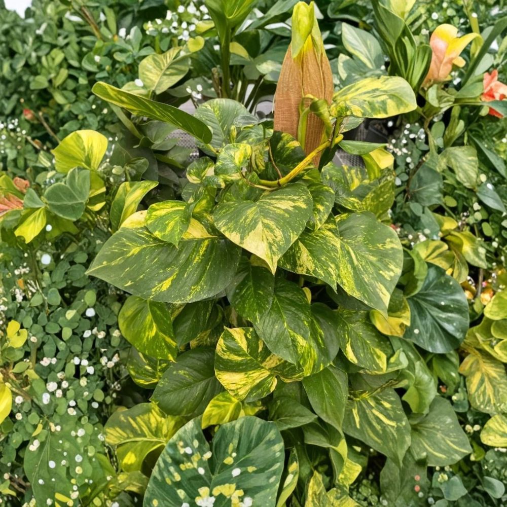 Golden Pothos – Set of 2 Live Plants | 4–6 Inches Tall | Variegated Trailing Houseplant | Epipremnum aureum | Indoor Plant | No Pot