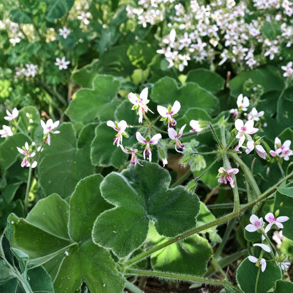 Rare Fuzzy Mint Scented Pelargonium Geranium – 3 Live Plant Cuttings | 6 Inches or Longer | Chocolate Mint Fragrance | Easy to Root