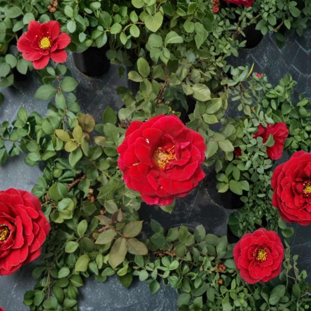 Mr. Lincoln Rose – Rosa Hybrid Tea Live Plant | 3 Gallon Size | Includes Healthy Root System | Garden & Landscape Friendly | Deep Red Fragrant Blooms
