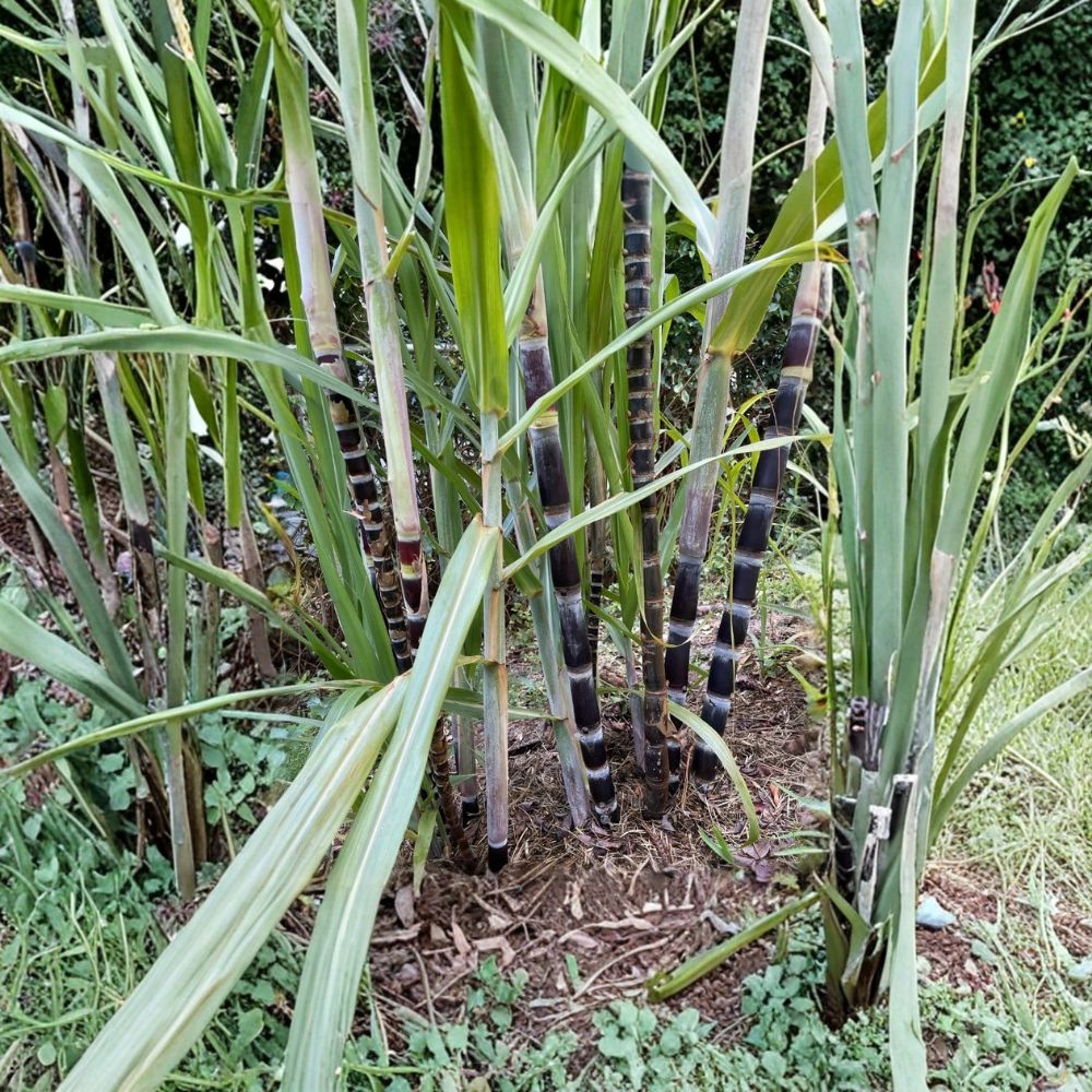 Purple Sugarcane Live Plant – Saccharum officinarum | 4–6 Inches Tall | 2 Plants in 6 Inch Pot | Edible Tropical Grass | Sweet Sugarcane | Zones 9–11