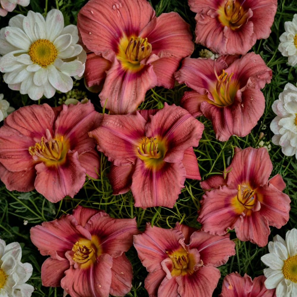 Hemerocallis 'Rosy Returns' Daylily – 3 Bare Root Plants | Grade #1 Roots | Everblooming Pink Daylily | Fragrant Perennial Flower | Award-Winning Variety